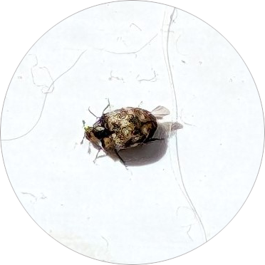 Photo of a small bug
