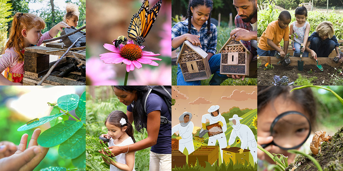 Collage of images related to bugs and insect studies with kids