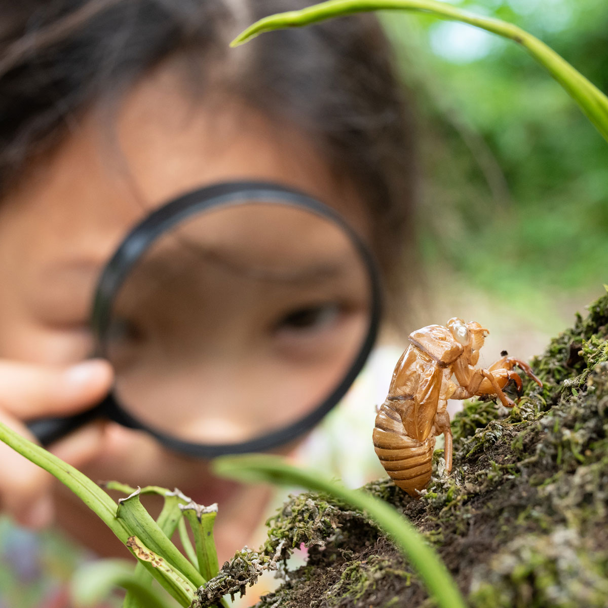 Close-up of young girl with magnifying glass looking at cicada exoskeleton