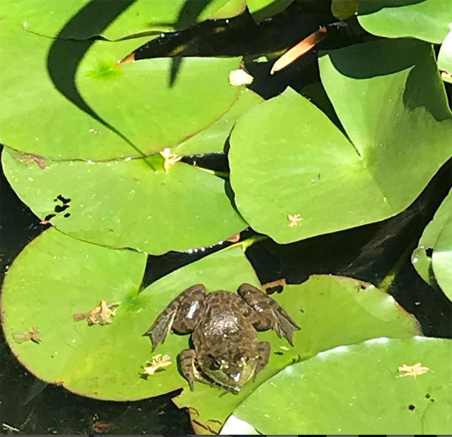 frog and lily pads