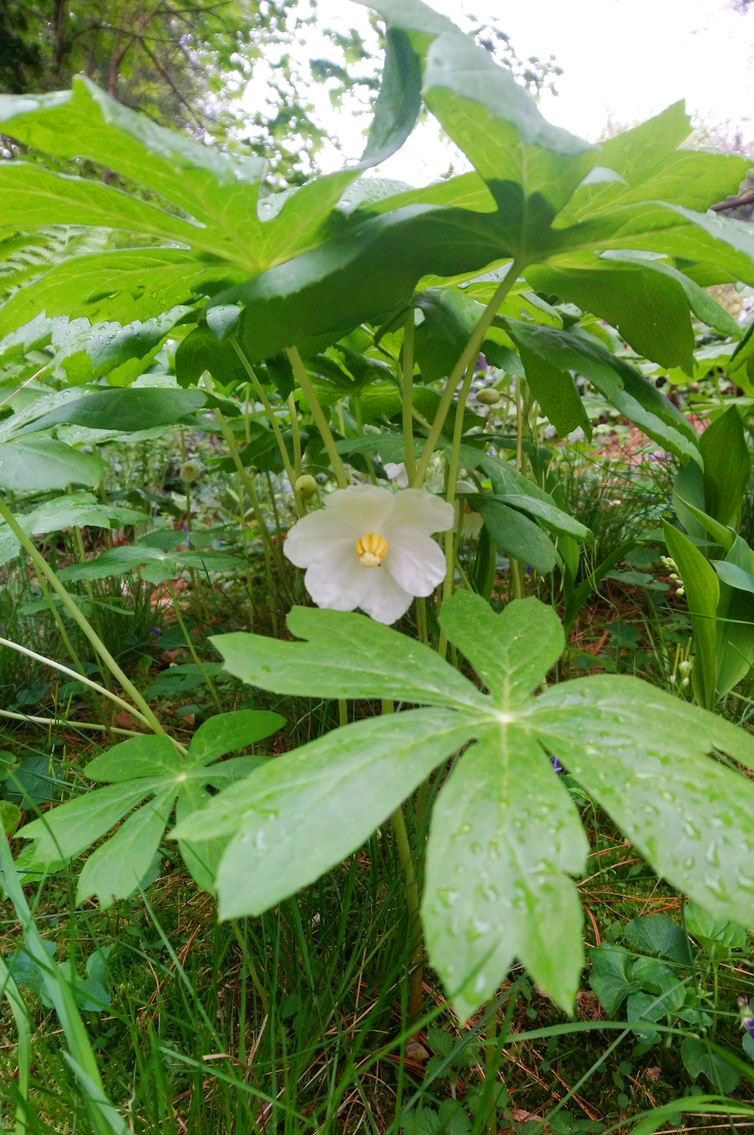 mayapples