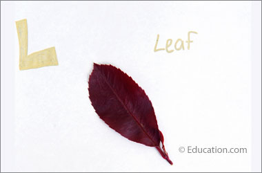 a leaf with text saying "L" and "leaf"