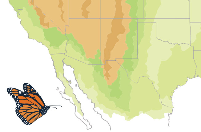 illustration of large butterfly off the coast of Mexico