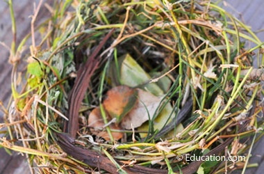 photo of a bird's nest