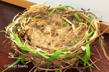 photo of a bird's nest