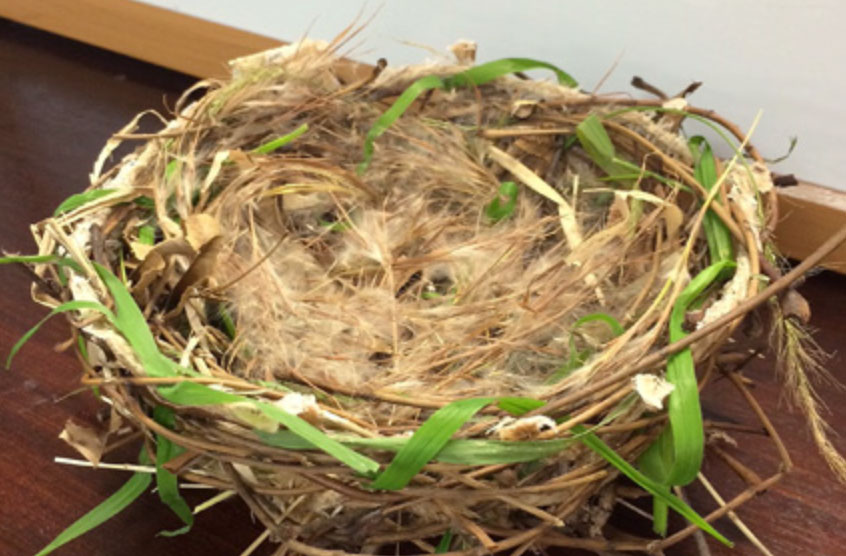 photo of a bird's nest made of twigs and ribbon