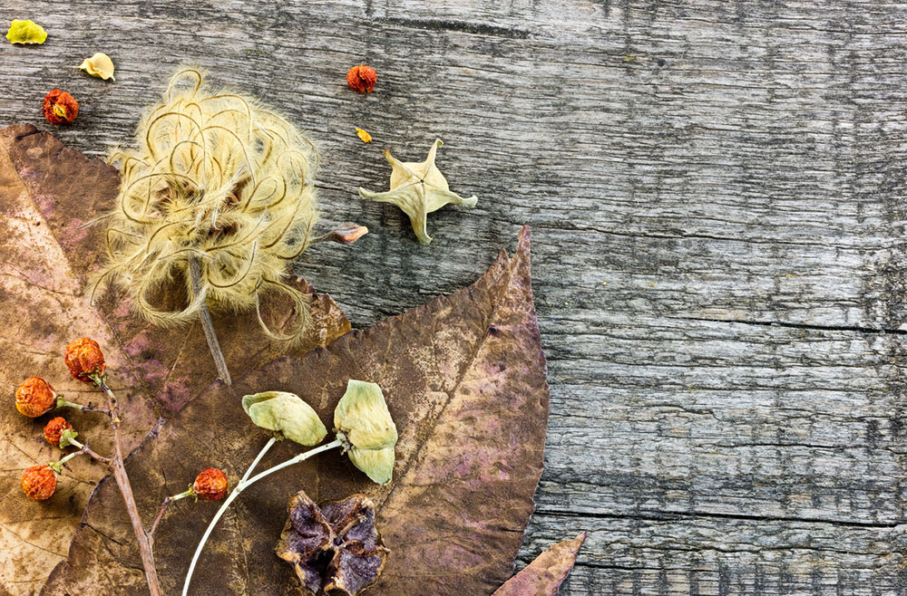 photo of dried leaves and flowers