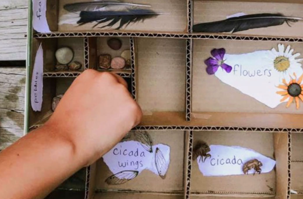 cardboard box filled with feathers, seed, leaves, and other nature items