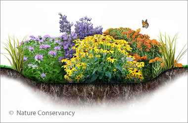 plants that are good for a rain garden