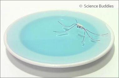 a water strider on top of a dish full of water