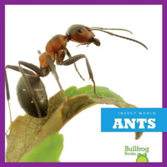 photo of an ant on a leaf