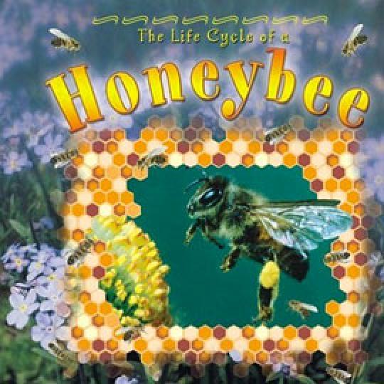 cover of "The Lifecycle of a Honeybee" showing a bee surrounded by some hive illustrations