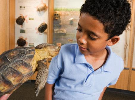 young boy looking in to the face of a turtle