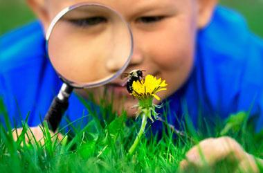 boy looking through magnifying glass at a bee