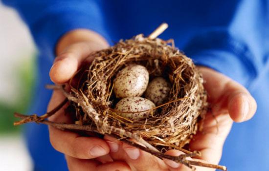 Child's hands holding a bird's nest with brown eggs
