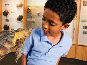 young boy looking at the face of a turtle. young boy looking at the face of a turtle.