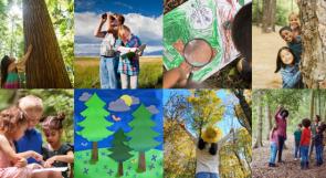Mosaic of tree-related images.
