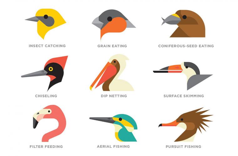 examples of different bird beaks