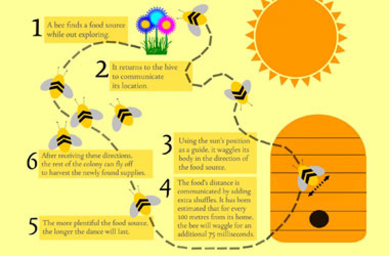 diagram of the steps a bumblebee takes