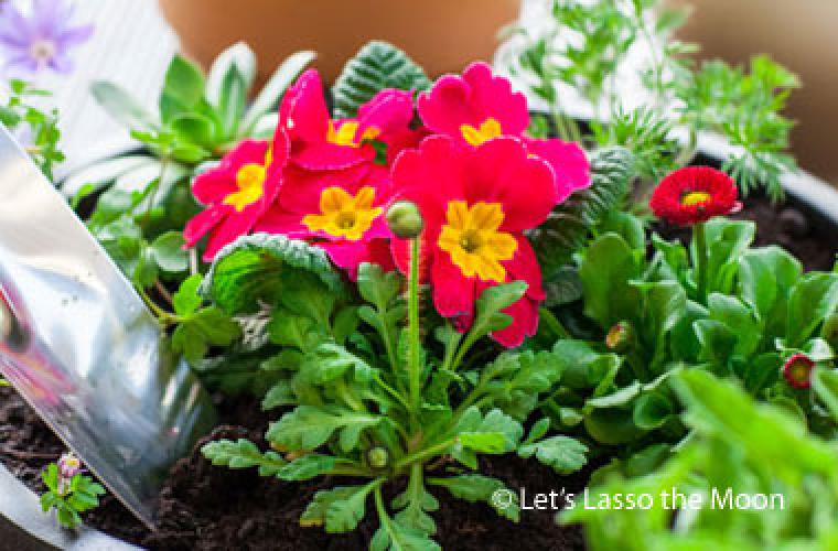 photo of a flowering plant