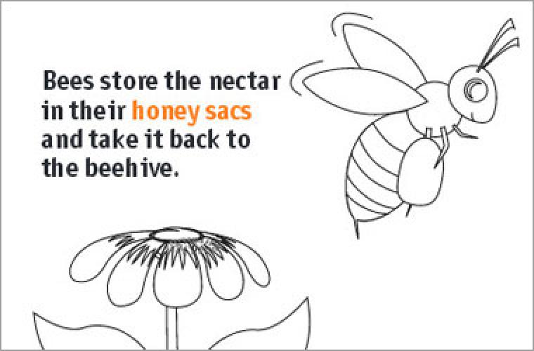 a drawing of a bee and flower and text "Bees store the nectar in their honey sacs and take it back to the bee hive".