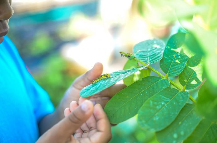 Hands of a young child exploring a caterpillar on a leaf