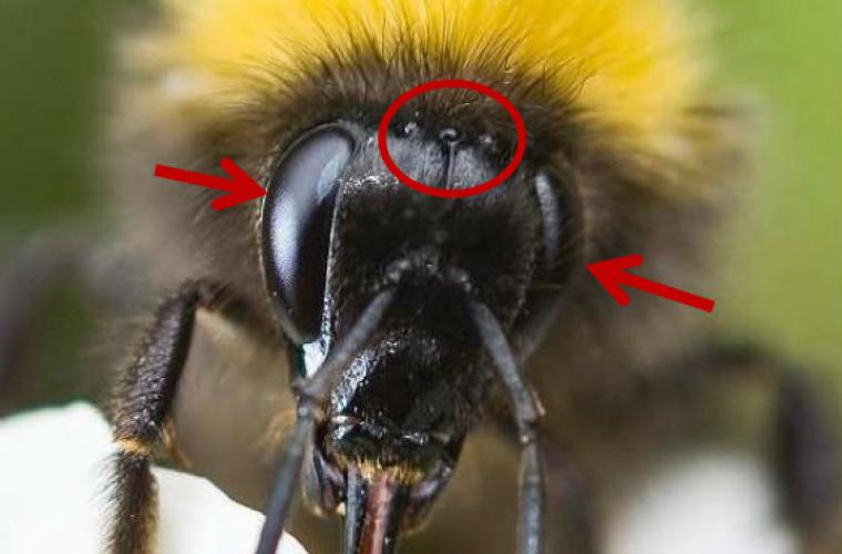 bumblebee eyes