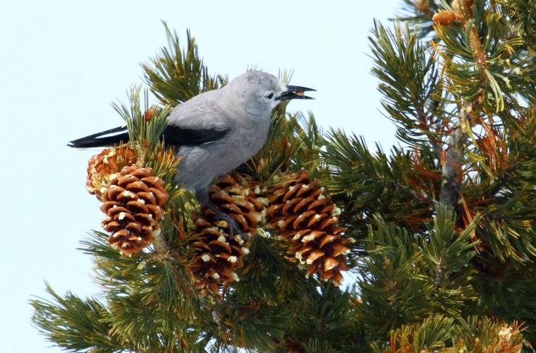 Clark's Nuthatch caching pine seeds