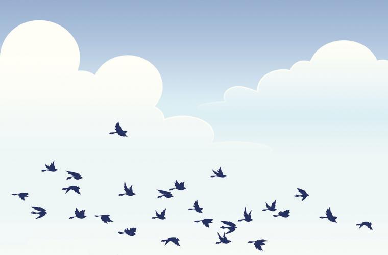 illustration of flock of birds migrating