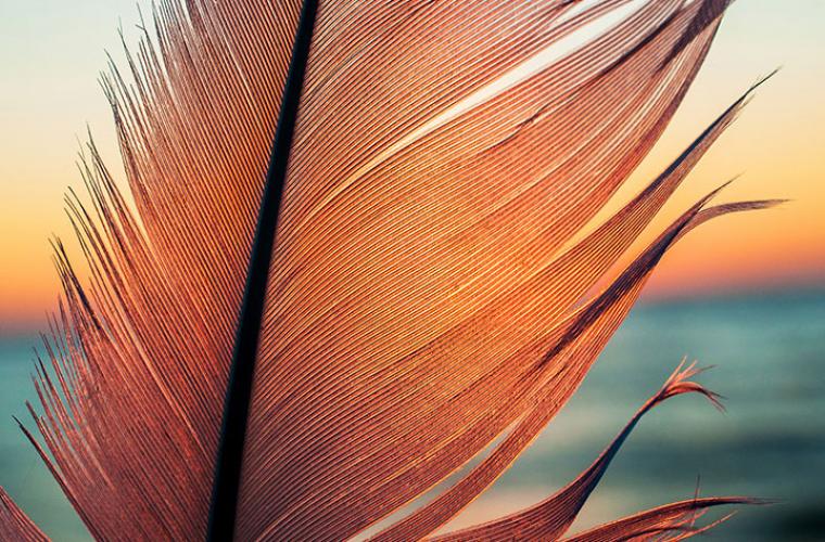 close up of bird feather