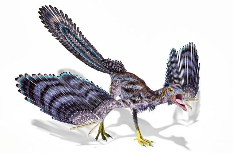 flying dinosaur illustration