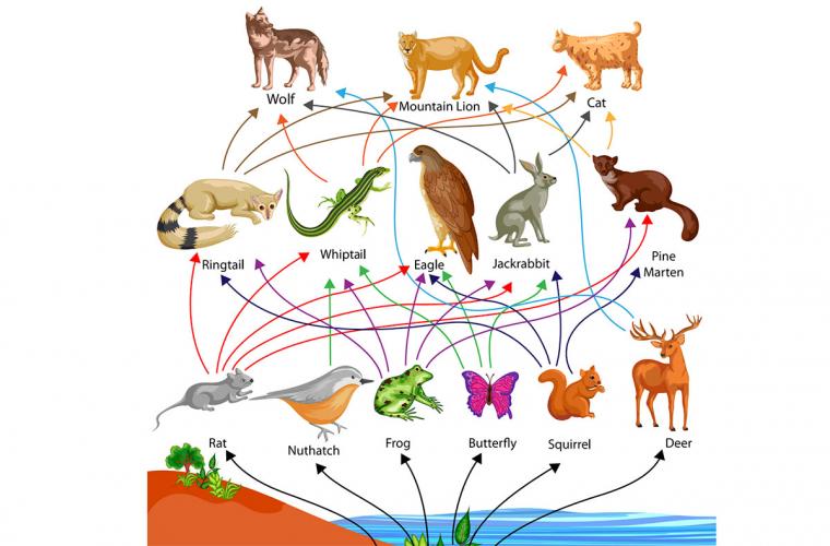 infographic of nature's food web