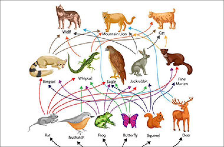 infographic of nature's food web