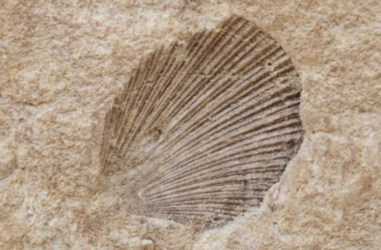 salt dough fossil of a shell