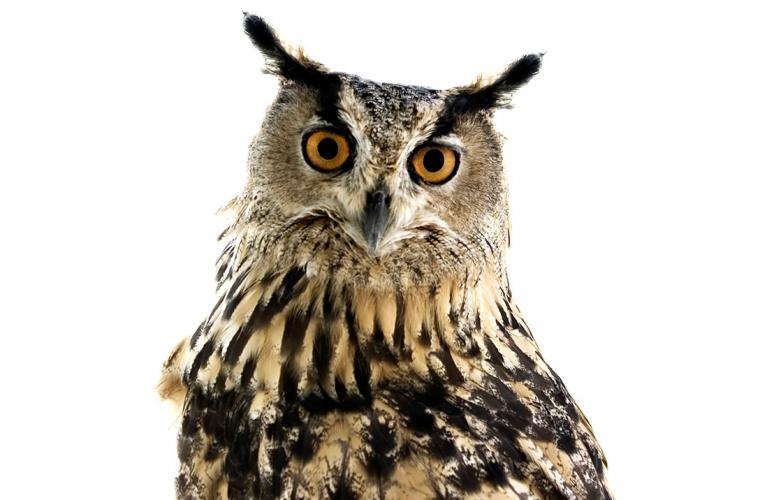 great horned owl