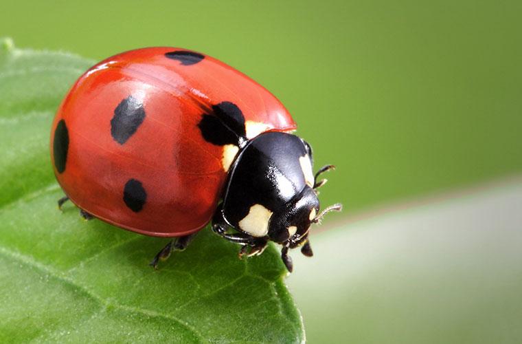 Ladybug on a leaf