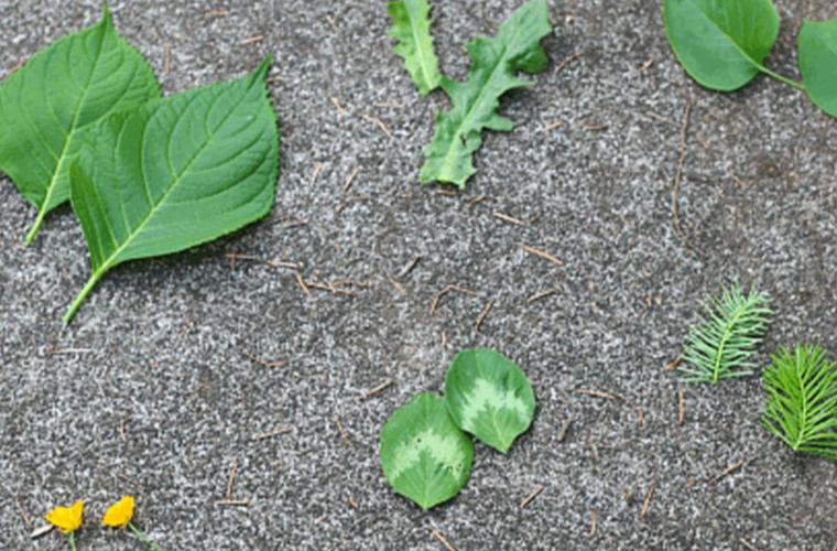 photo of different kinds of leaves