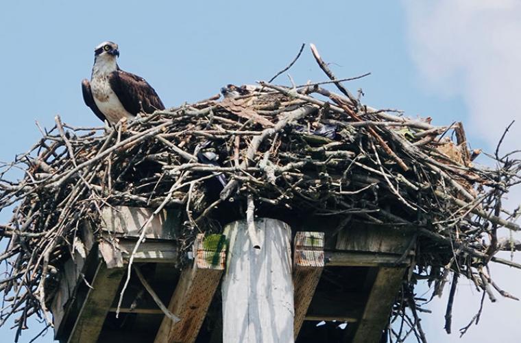 osprey sitting in telephone pole nest