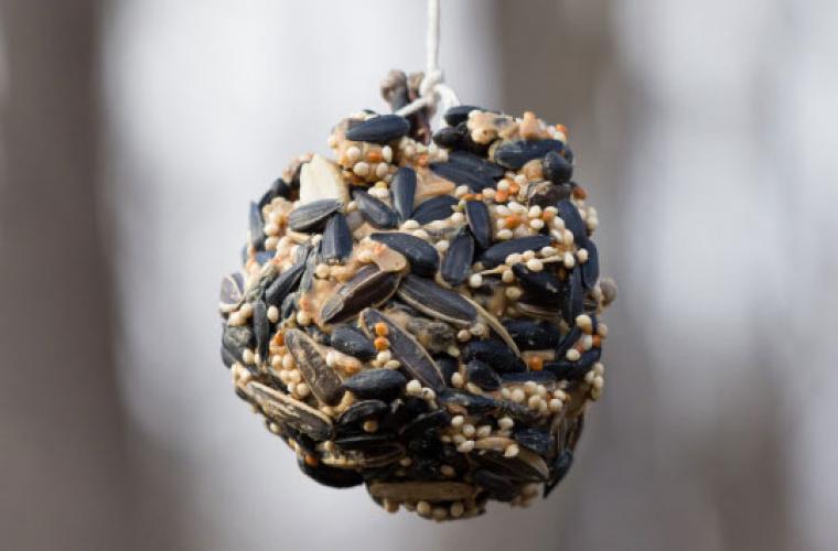 pinecone feeder