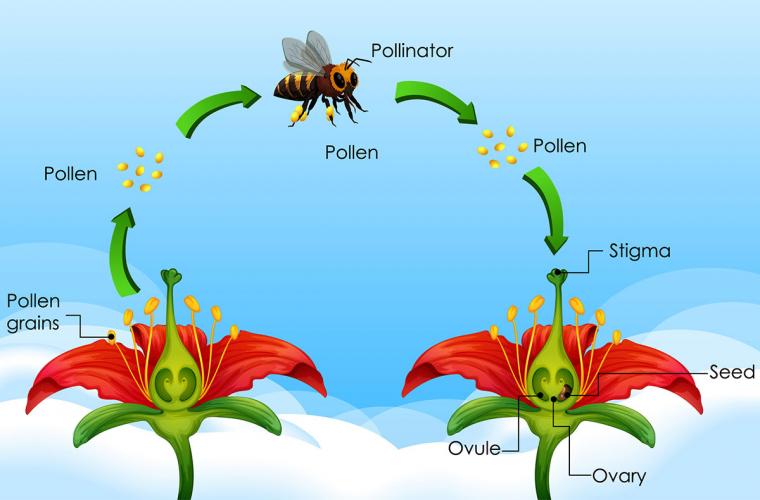 diagram of bee pollinating a flower