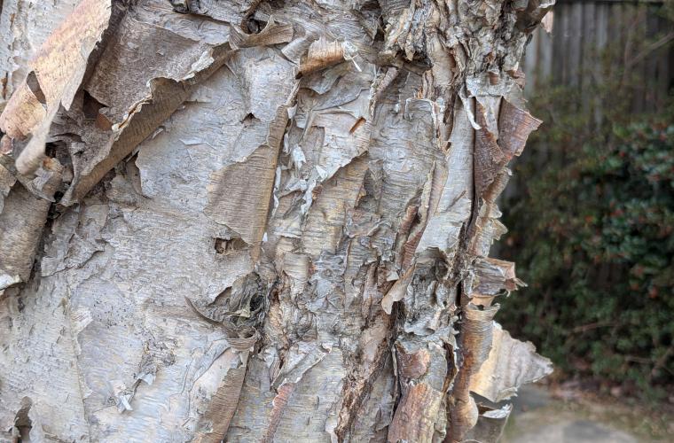Tree bark