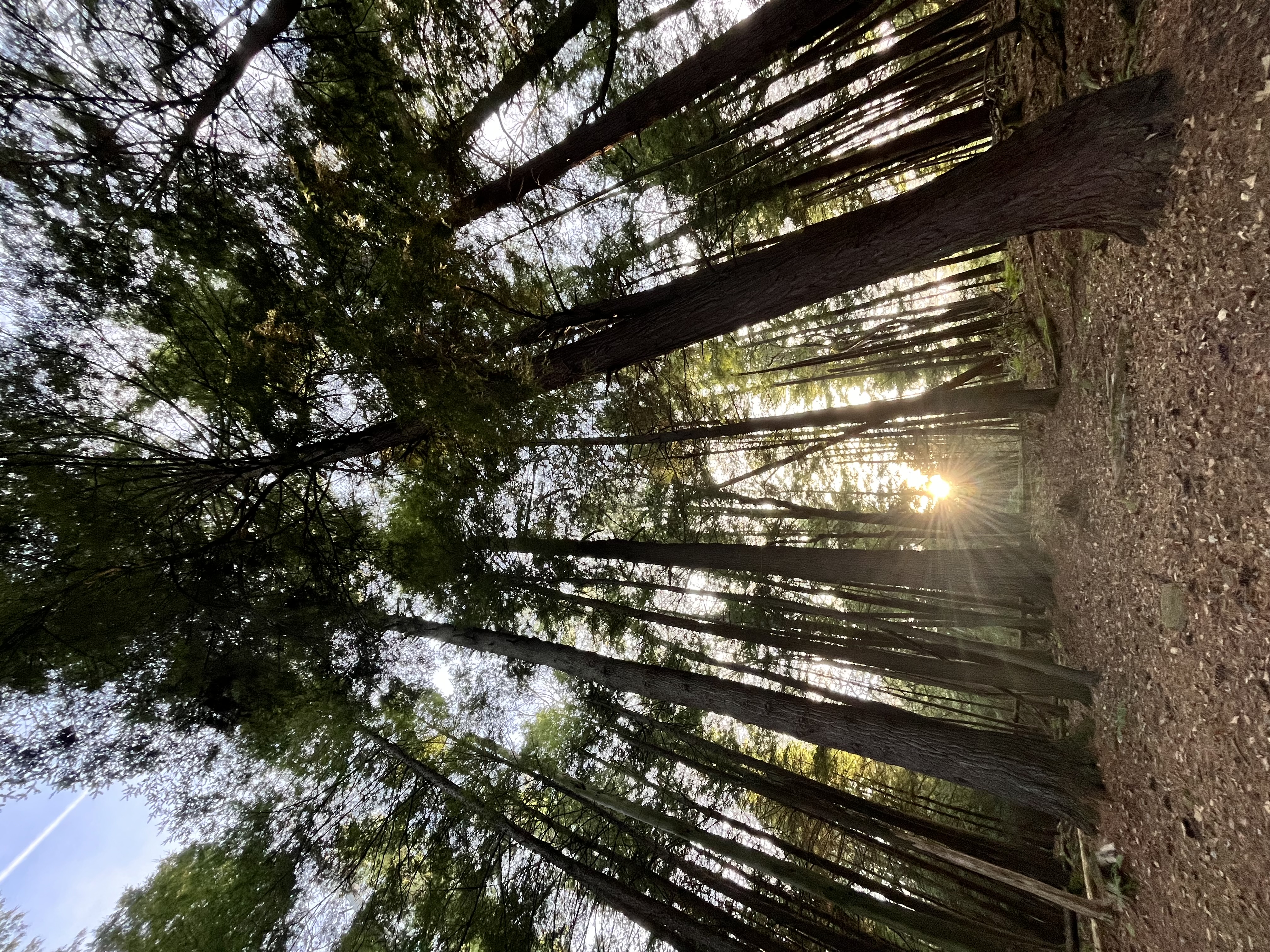 Forest scene